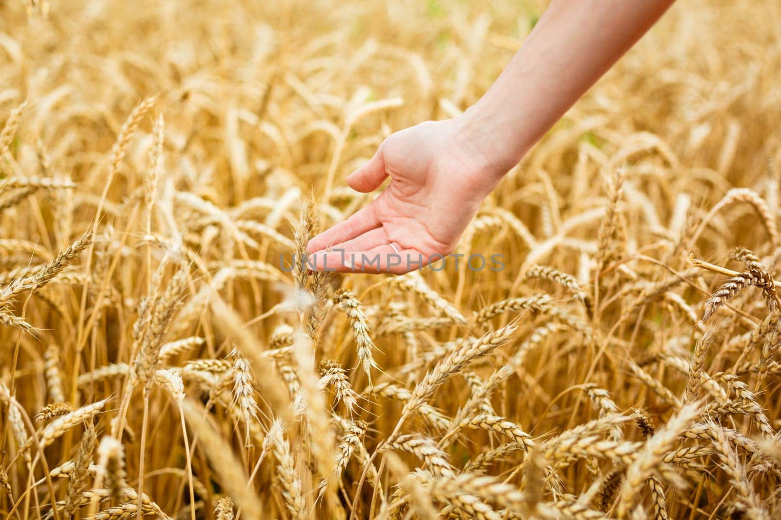 Woman hand touching wheat ears on field. Hands by EkaterinaPereslavtseva