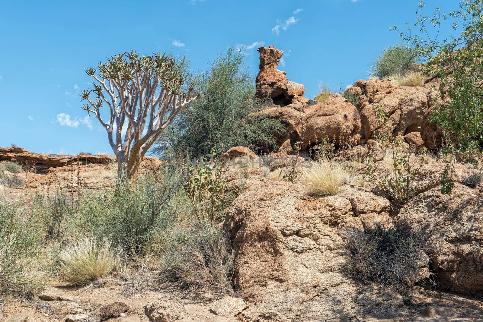 A quiver tree and rock formations in the Augrabies Falls National Park