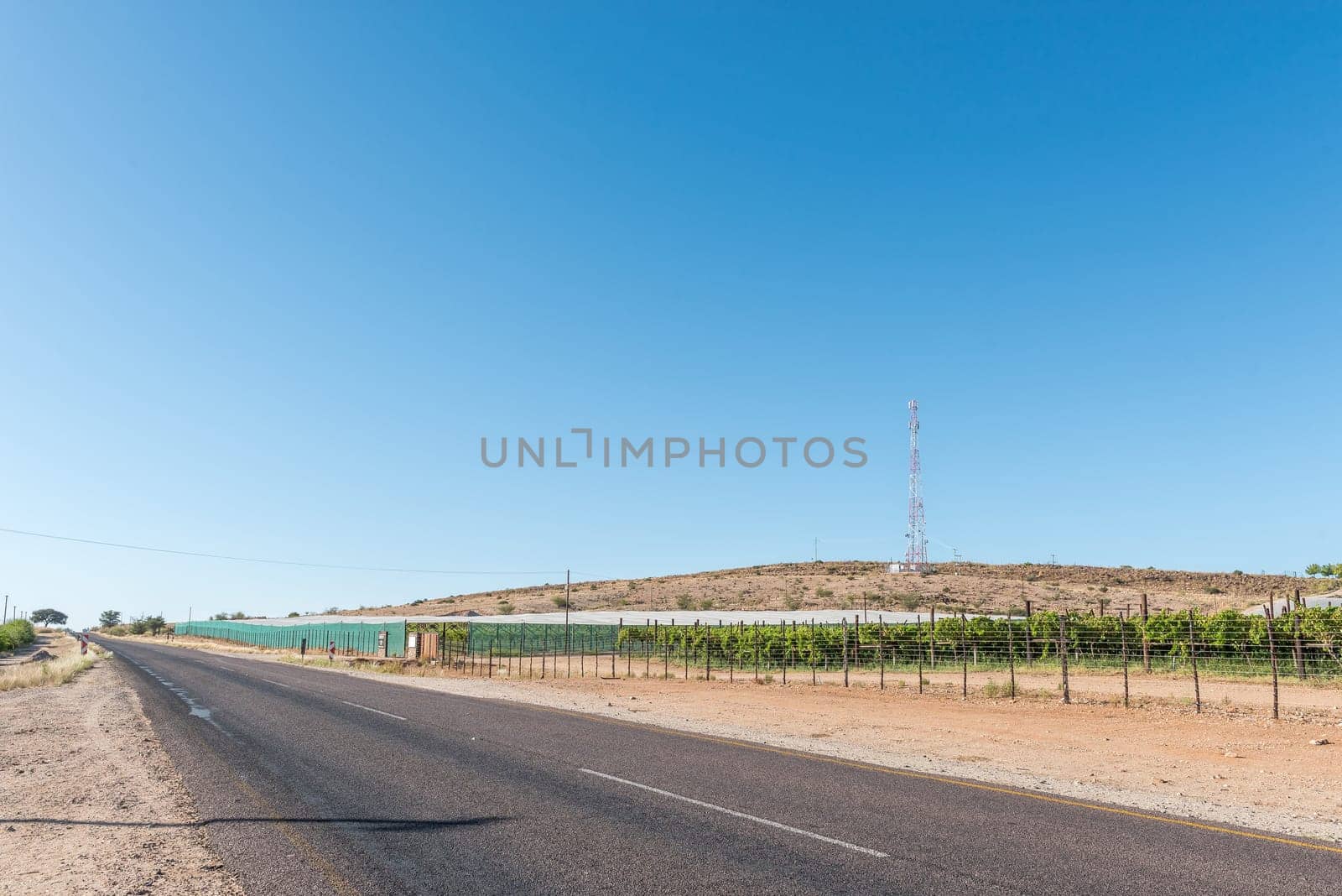 Vineyards next to road R359 near Marchand by dpreezg