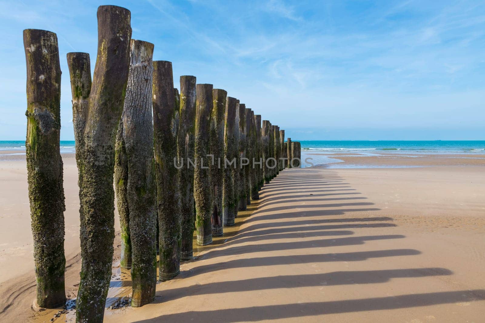 wooden poles with moss and shells on the beach of wissant on the opal coast in northern france near cap gris nez and cap blanc nez