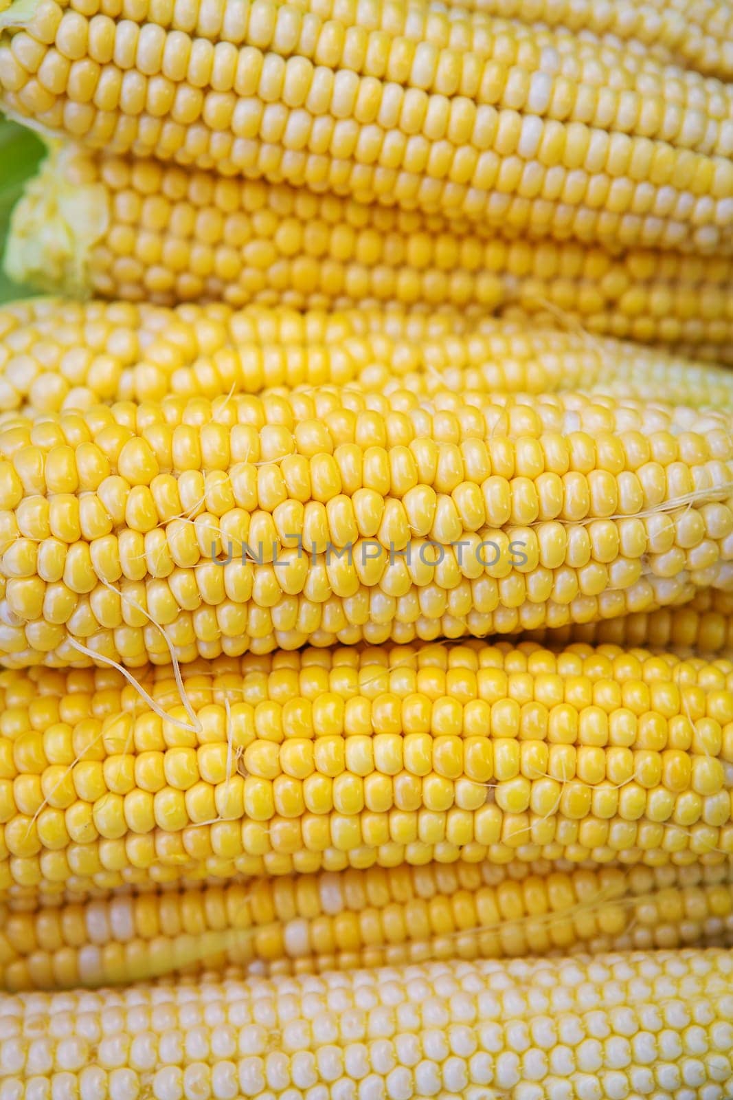 Collection of young yellow corn in summer. Harvesting from the vegetable garden. Agriculture. Close-up