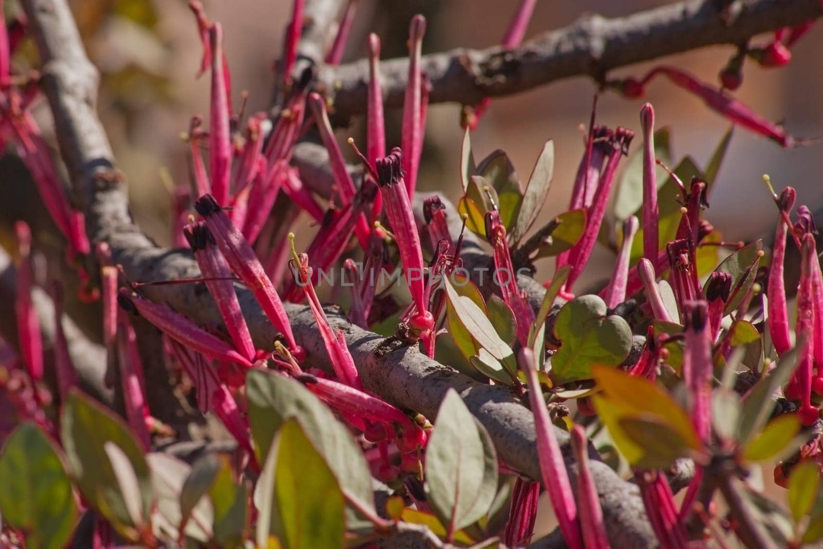 African Mistletoe (Tapinanthus oleifolius) 6851 by kobus_peche