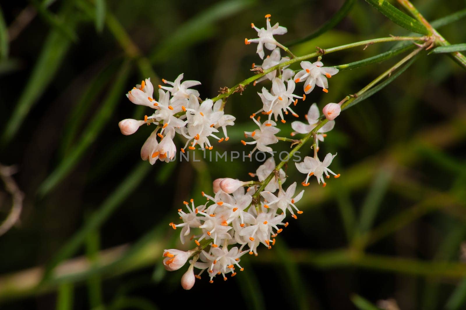 Macro image of the tiny white flowers of Asparagus densiflorus ‘Sprengeri’