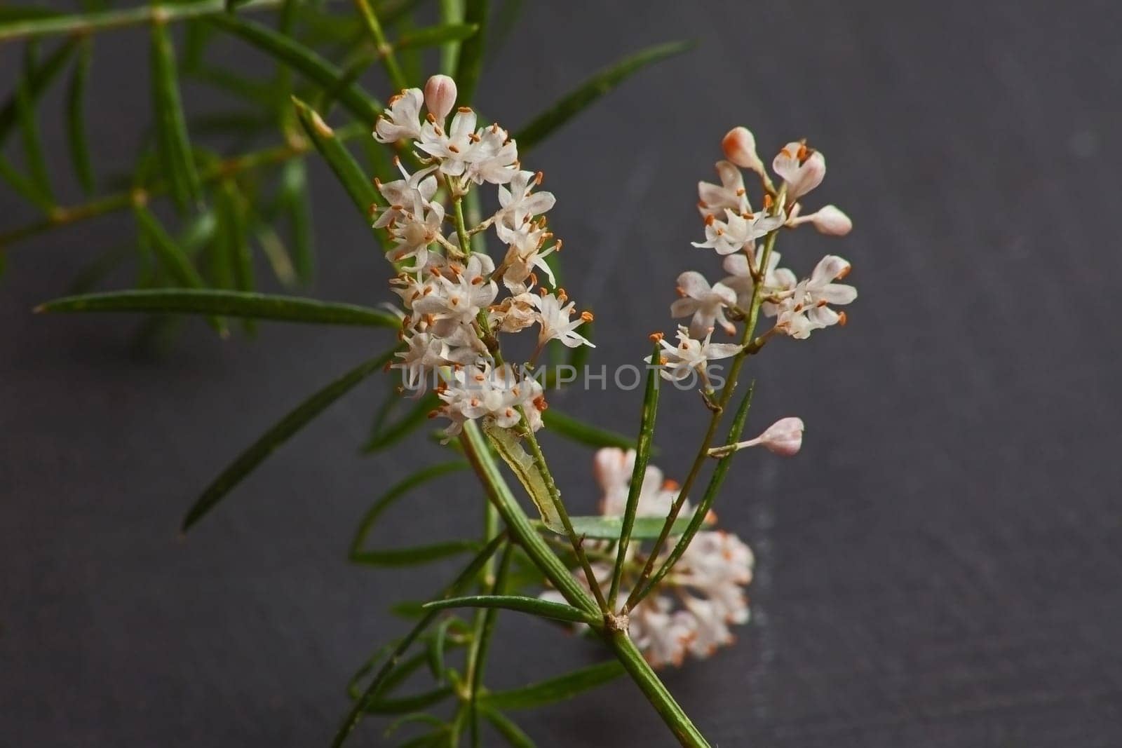 Macro image of the tiny white flowers of Asparagus densiflorus ‘Sprengeri’