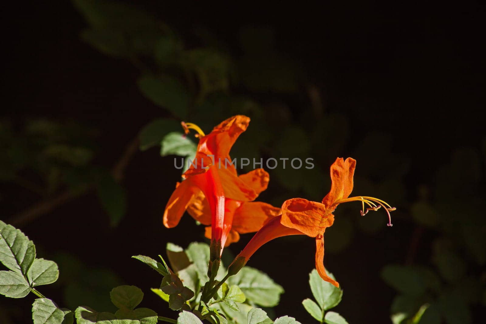 Bright orange flowers of Cape Honeysuckle (Tecomaria capensis) on a dark background