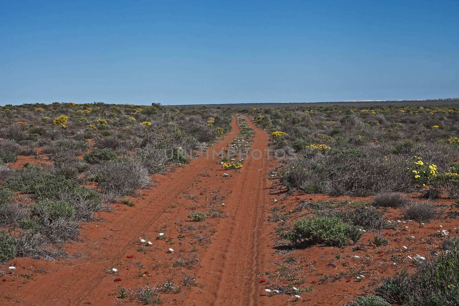 Carriageway snaking through the Namaqualand spring flowers, Namaqua National Park. South Africa