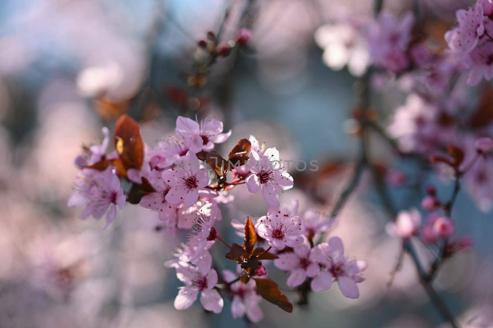 Springtime. Beautiful flowering Japanese cherry - Sakura. Colorful background with flowers  and sun on a spring day.