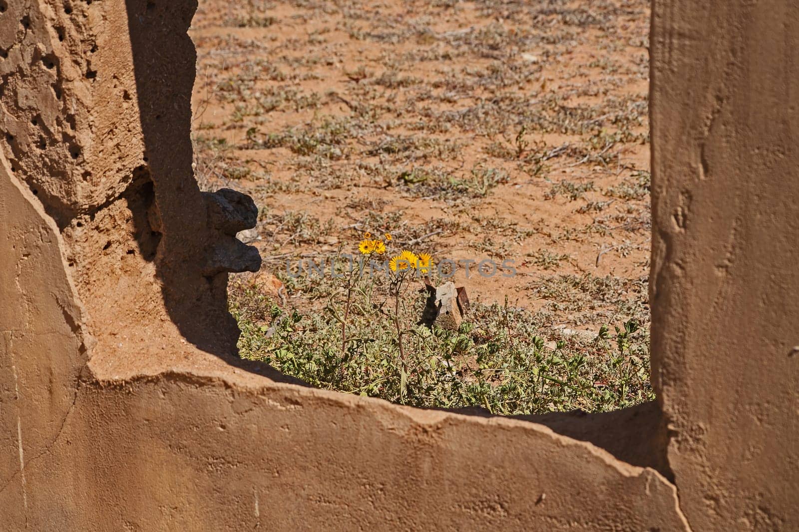 Daisy in the Window 1126 by kobus_peche