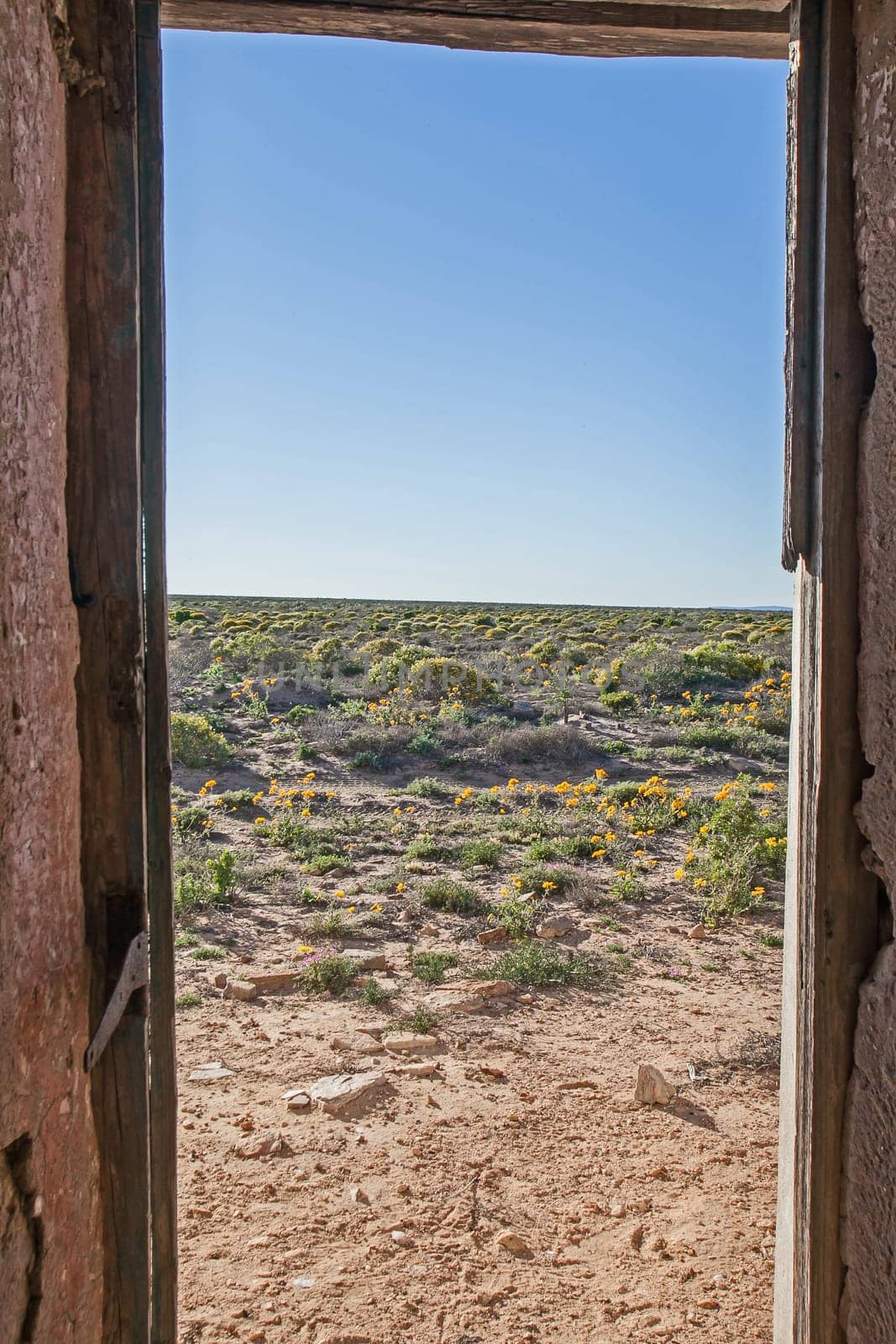View of the Namaqualand spring flower show from the open doorway of  a ruined Namaqualand house