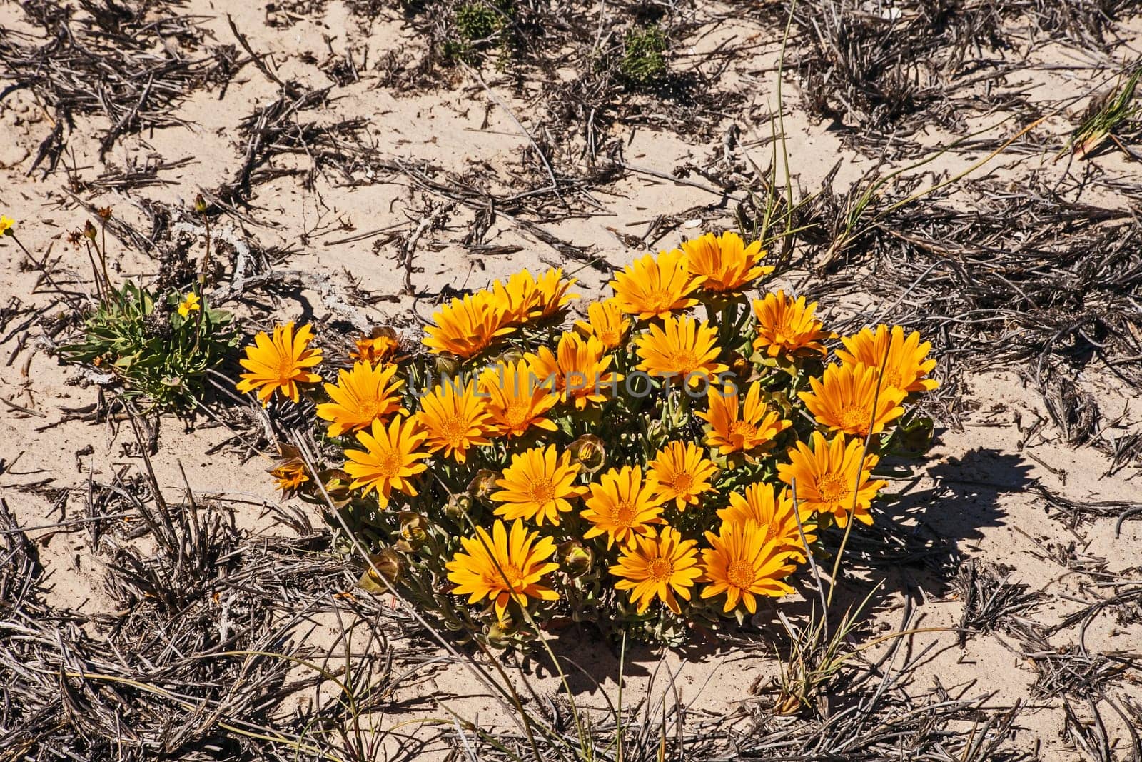 Bright orange flower of a wild Gazania in the Namaqua National Park. South Africa