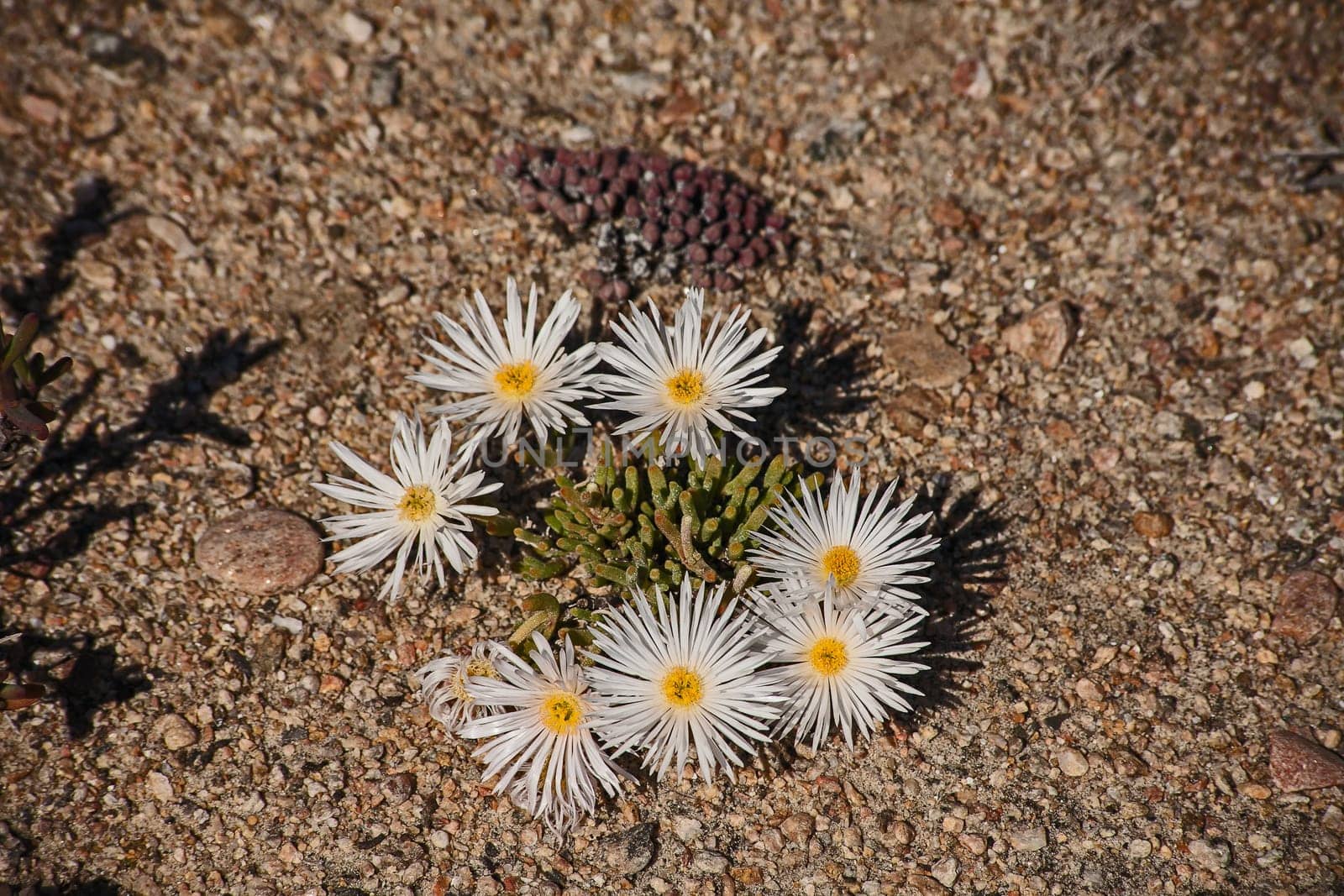 Bright white springflowers of the Laprantus species in the Namaqua National Park in South Africa
