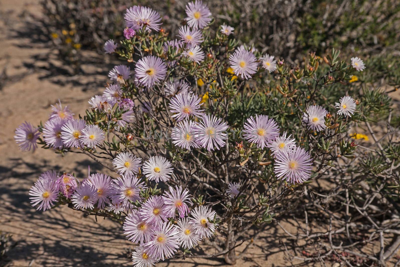 Bright spring flowers of the Laprantus species in the Namaqua National Park. South Africa