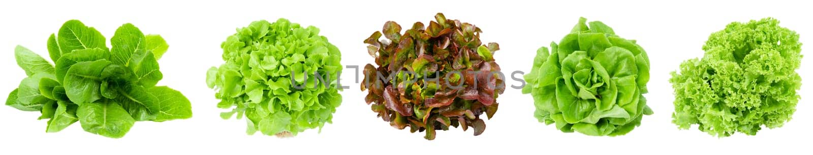 Set of Fresh Romaine Lettuce , Cos Lettuce, Red and Green Oakleaf lettuce Vegetable salad isolated on white background. by Gamjai