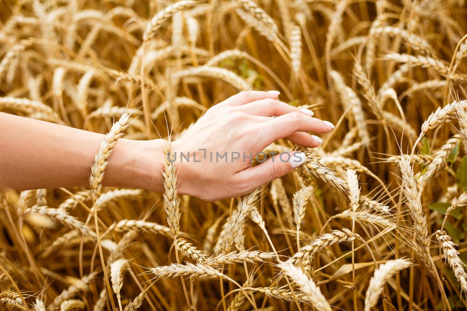 Woman hand touching wheat ears on field. Hands by EkaterinaPereslavtseva