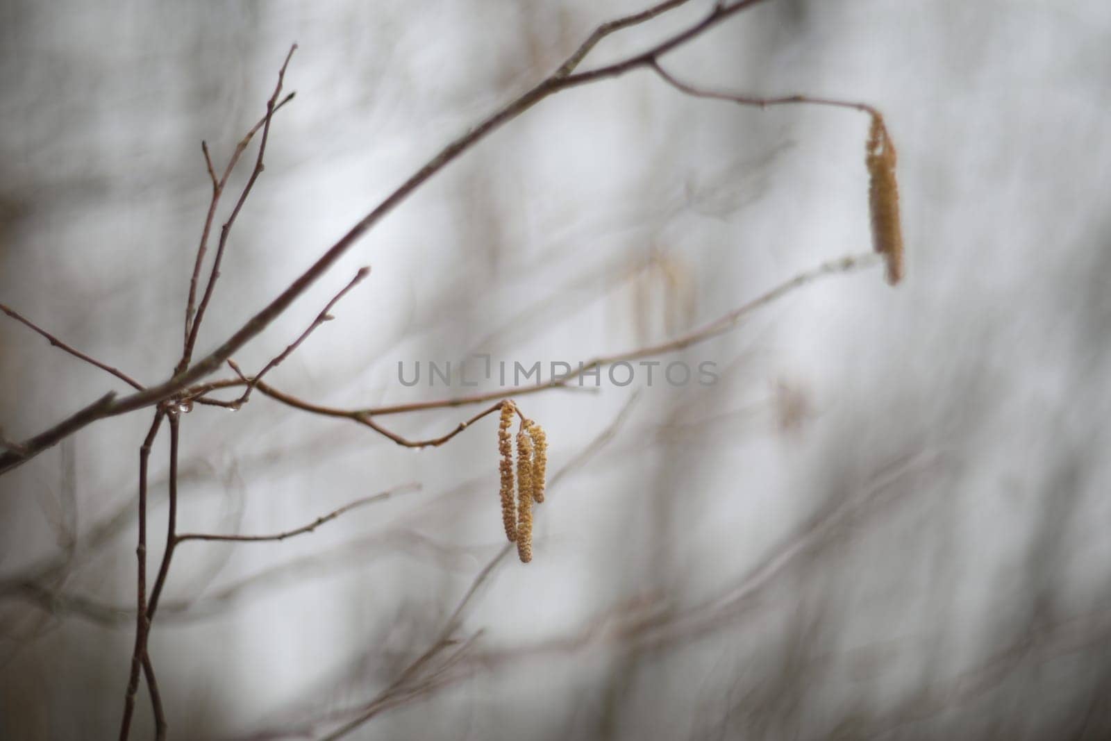 Close-up of birch chains. Birch buds in spring, on a branch. Earrings with yellow birch buds on the blurred nature background