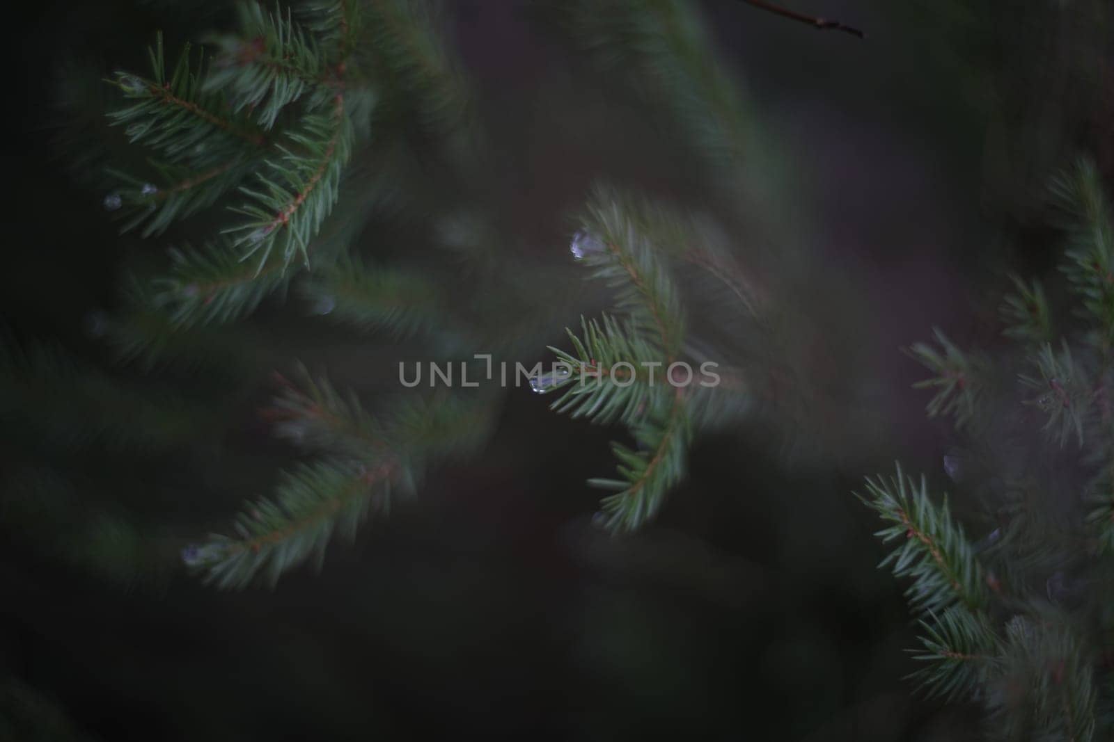 Detail of fresh spruce tree branches with young green needles. Closeup of fir tree young branches in rainy day.