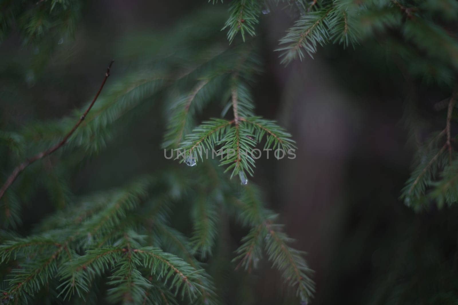 Detail of fresh spruce tree branches with young green needles. Closeup of fir tree young branches in rainy day.