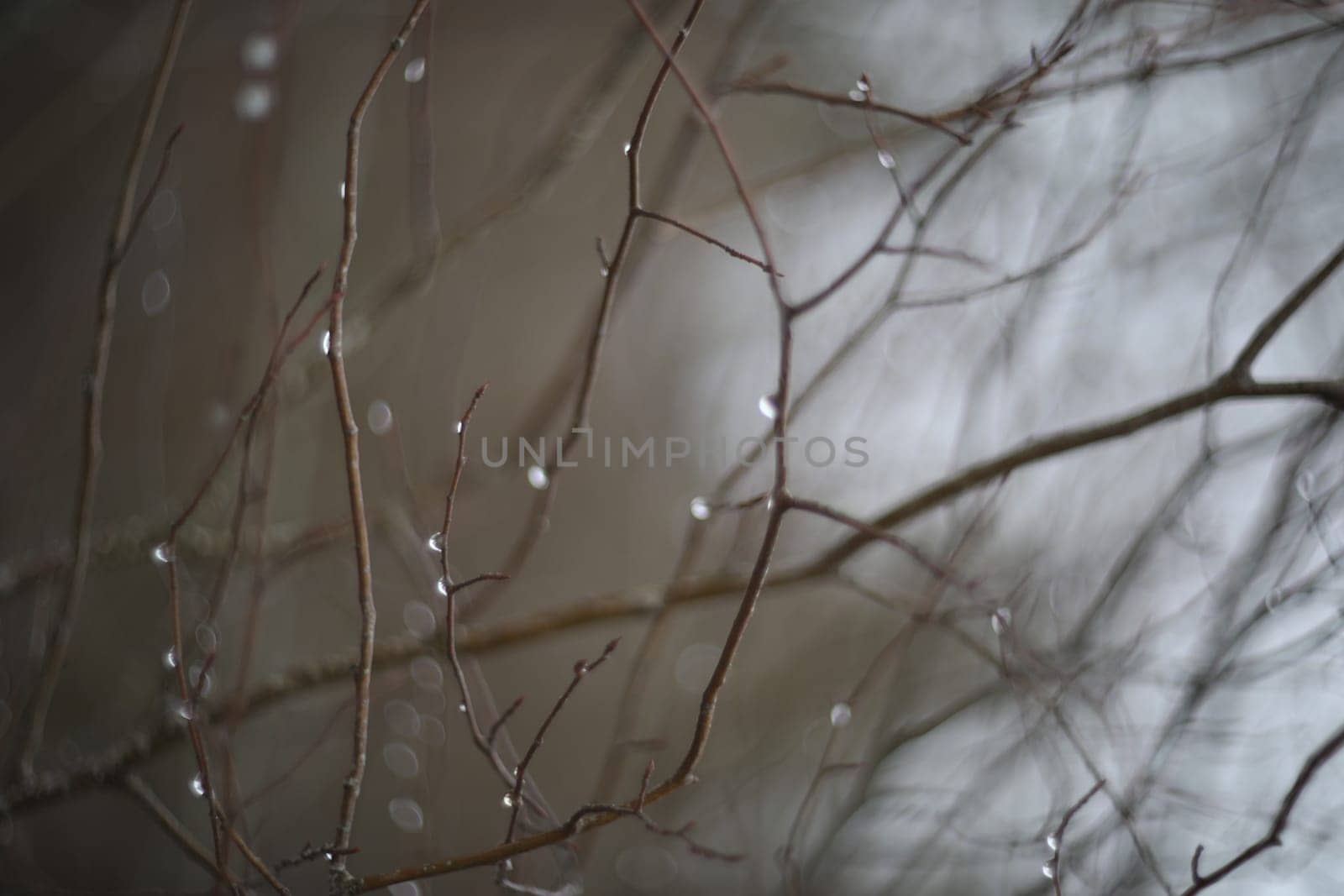 Branches without leaves with drops. Fresh rain drops on the branches. Tree branch with water drop after rain