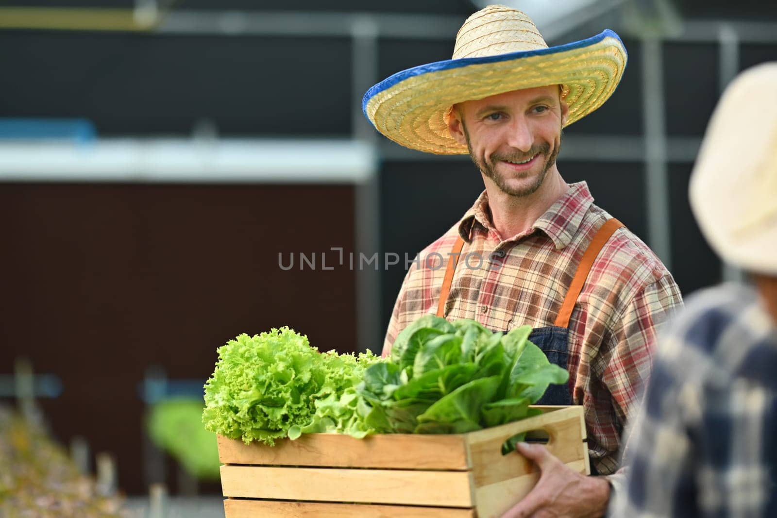 Handsome male gardener harvesting organic during farming season. Agro cultivation and small business concept.