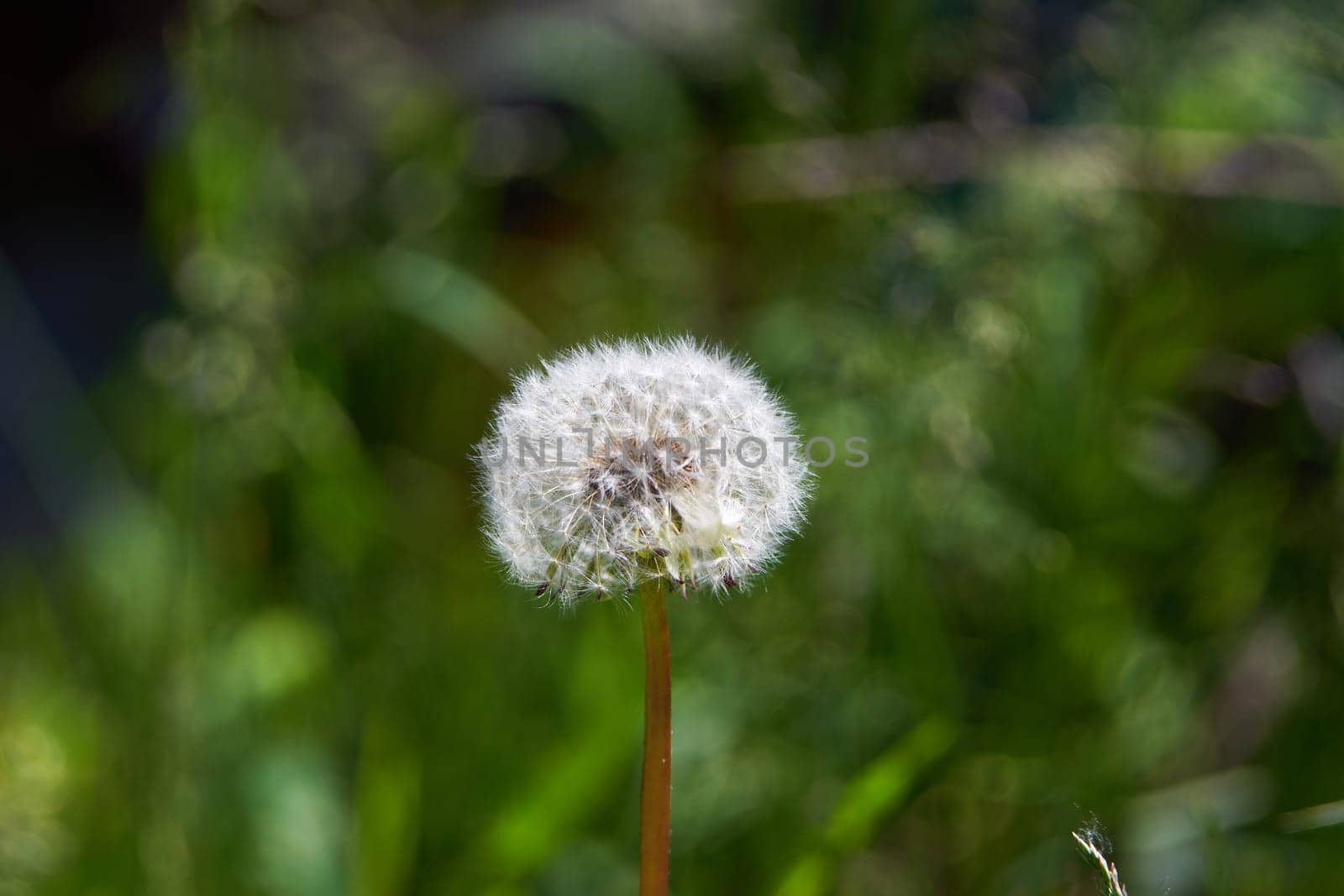 Closed dandelion bud. White dandelion flowers in green grass. High-quality photography