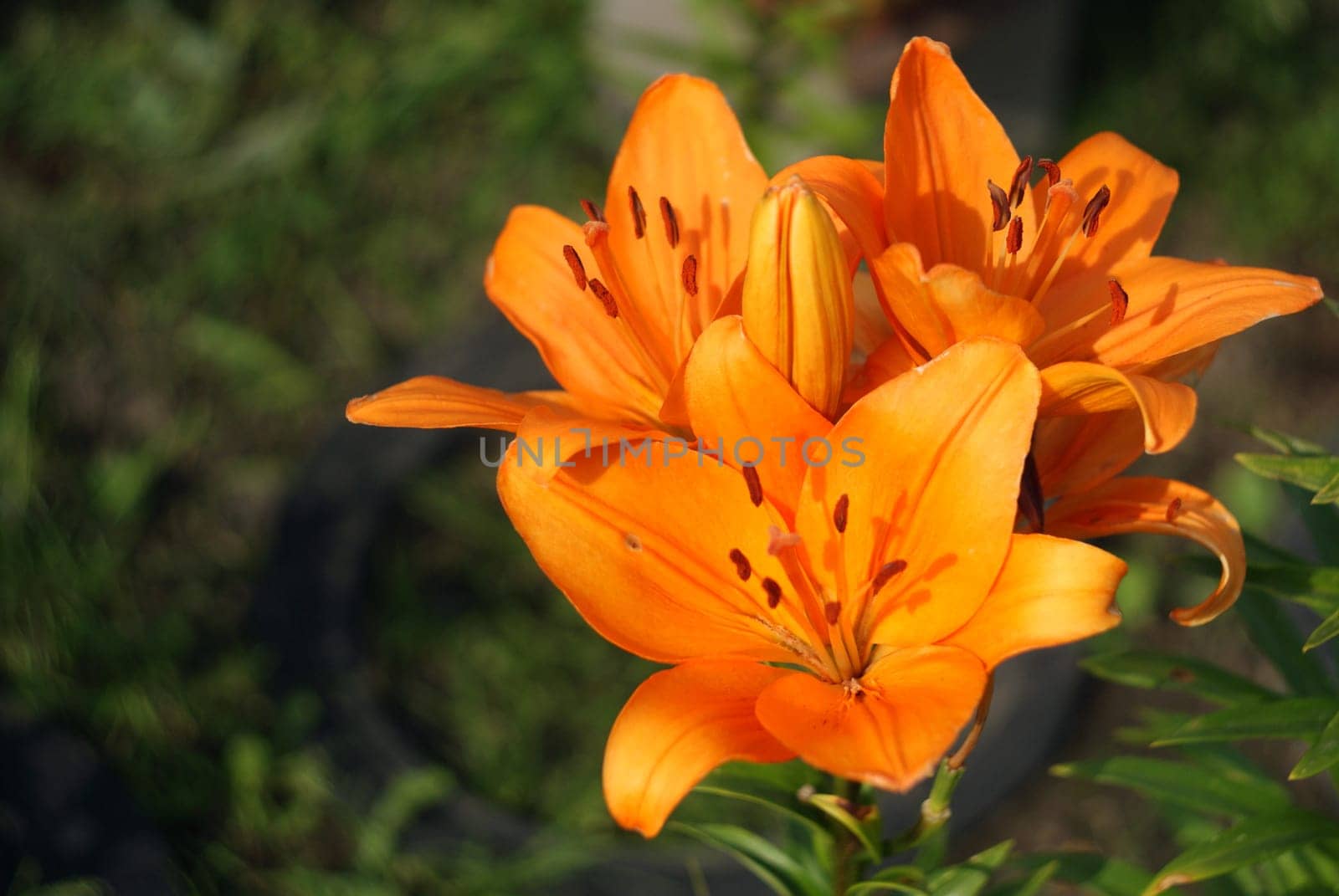 Bright yellow blooming lily in summer in the garden among green leaves