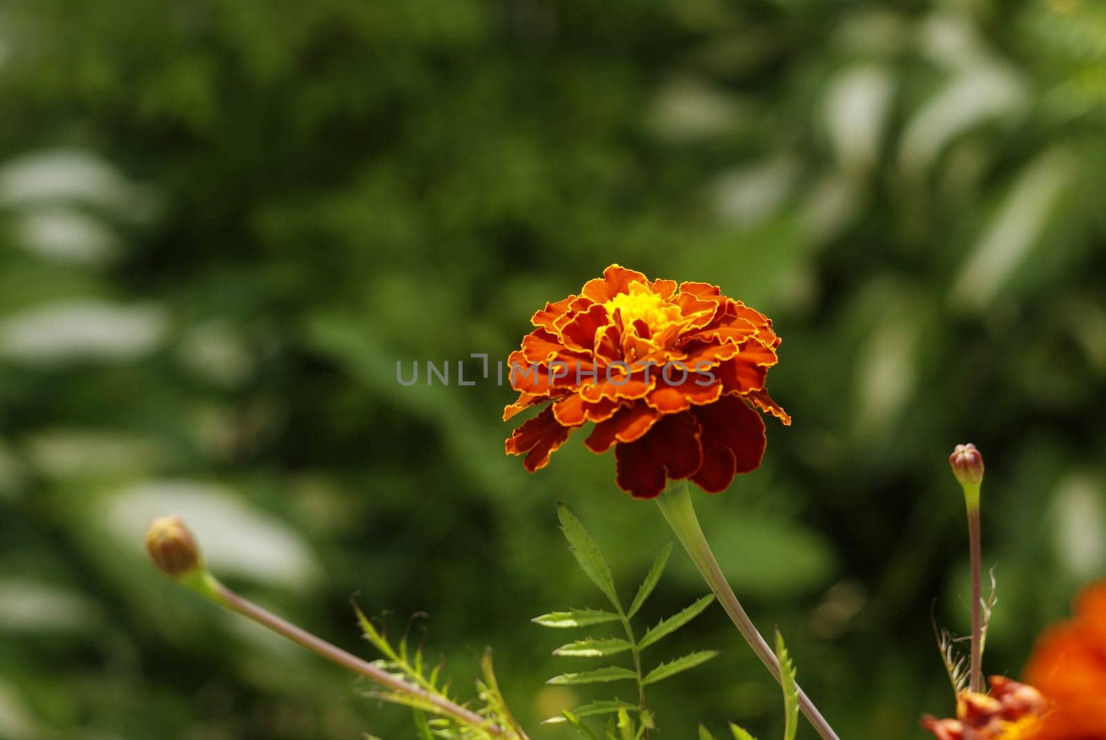 Bright red saffron flowers on a summer day among the greenery with a beautiful background