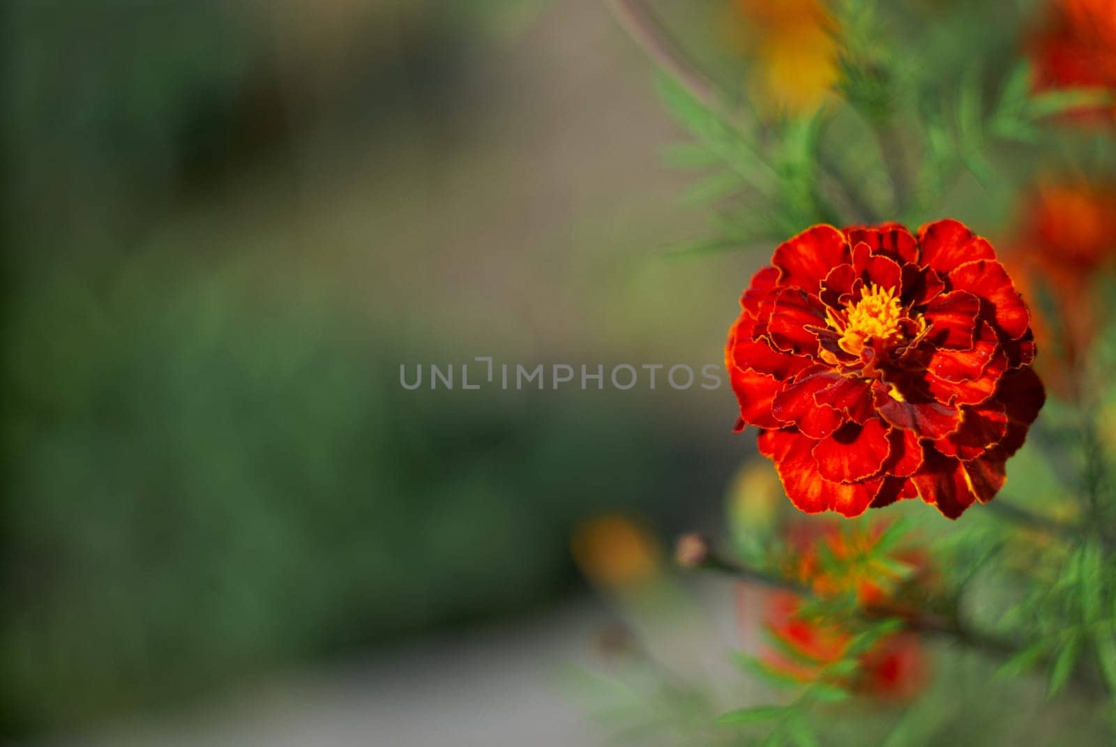 one red calendula flower on a blurred background. High quality photo