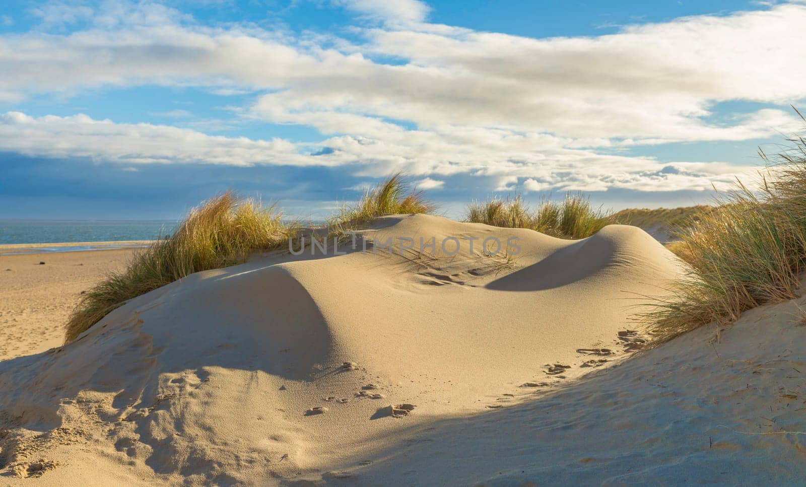 beautiful sand dunes formed by the wind on the beach of the Wadden Island of Texel with the sea and clouds in the background by compuinfoto