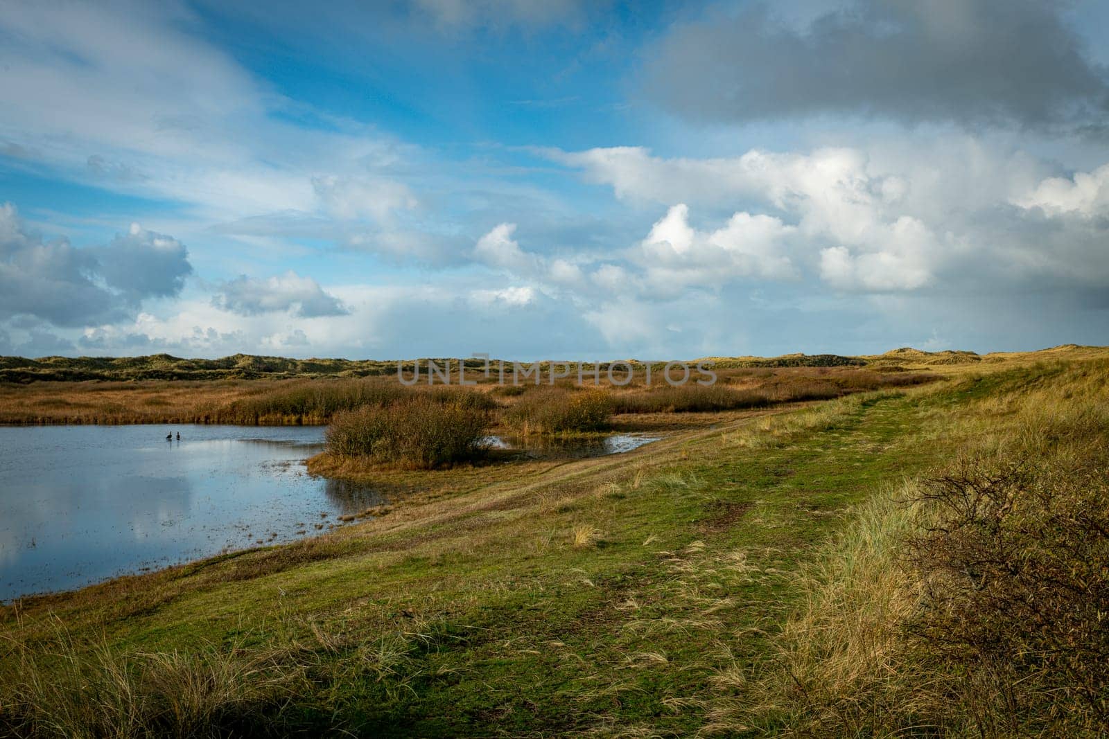 the dunes of the island texel with a small pond by compuinfoto