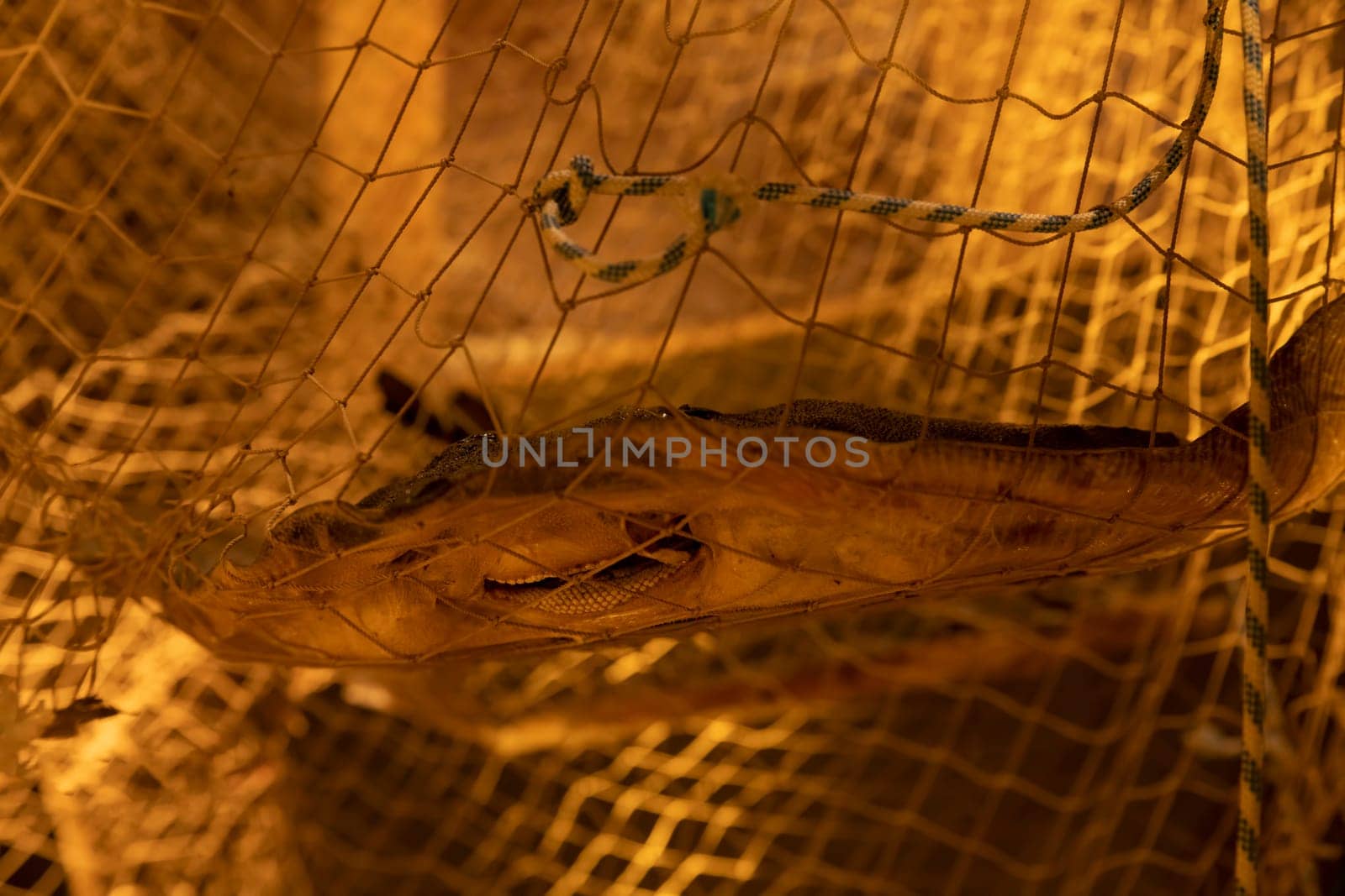 a flatfish like this ray in a fishing net by compuinfoto