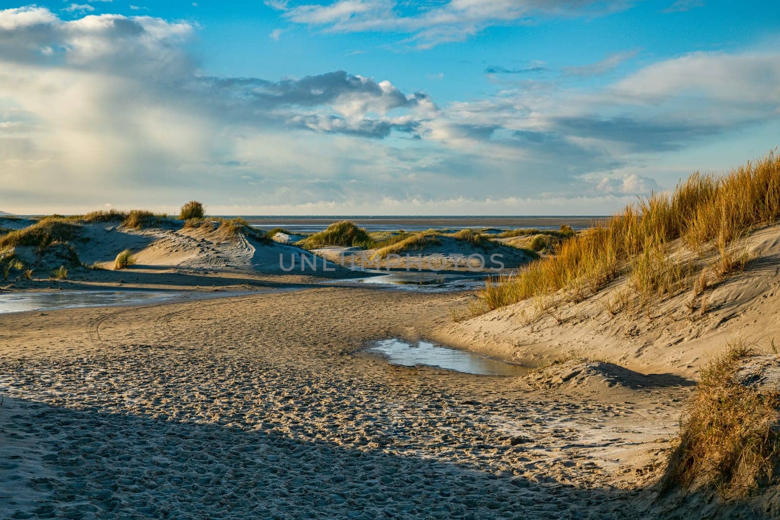 the rugged De Horst nature reserve on the island of Texel with sand dunes, marram grass and water on a sunny winter day