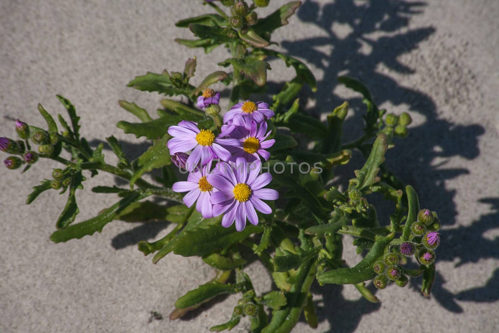 Blue Marguerite (Felicia amelloides) on white Namaqualand sand