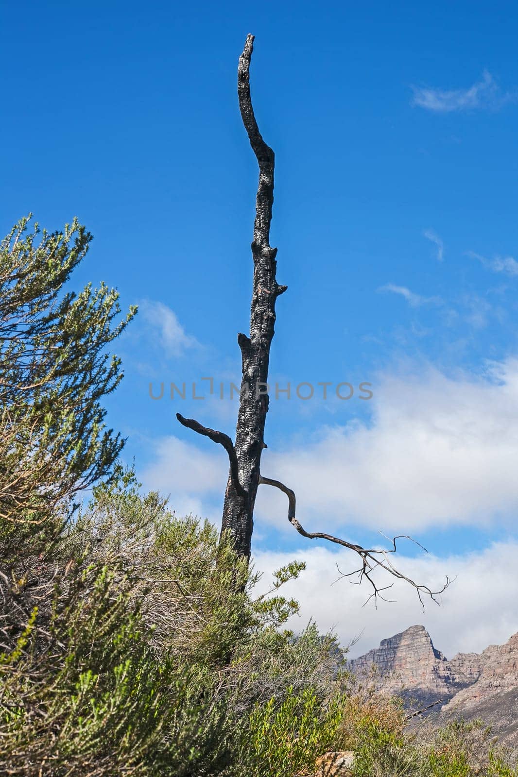 Burned Clanwilliam Cedar tree 12685 by kobus_peche
