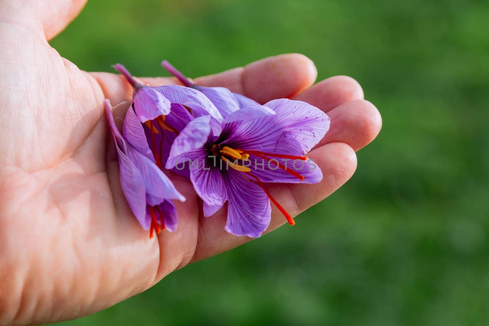 The autumn flowering period of crocus sativus. Harvesting saffron. Cultivation of saffron for the production of a valuable spice.