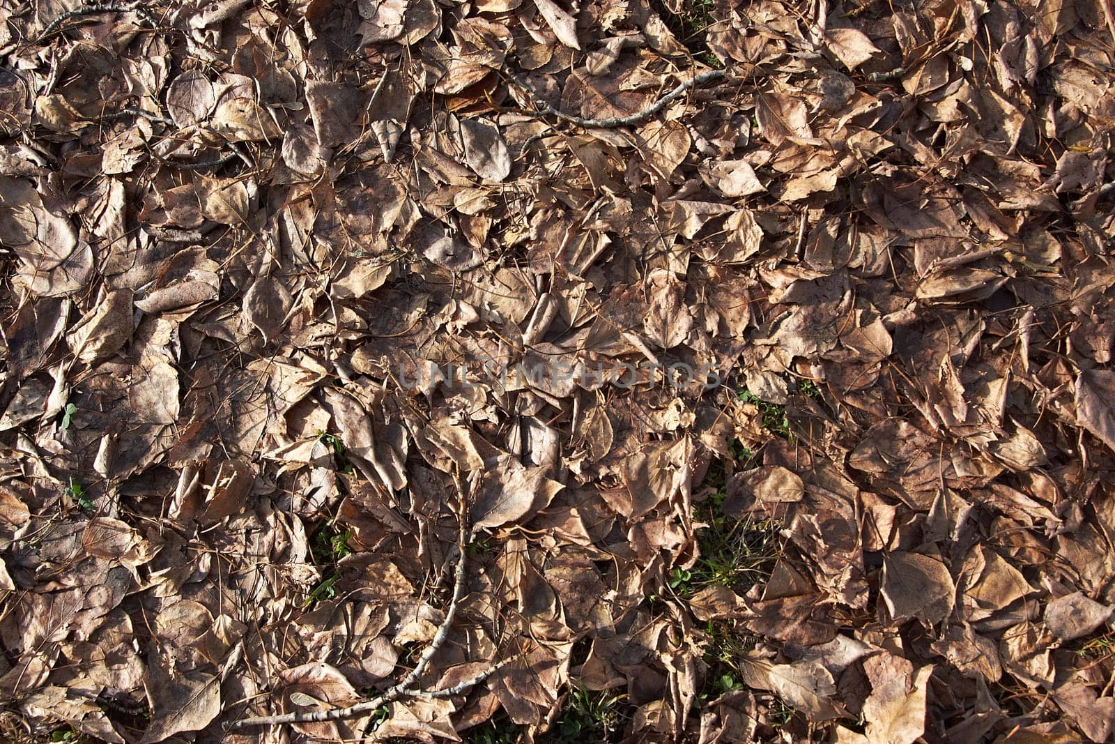 Fallen leaves cover the ground in Siberia there are many leaves as a background
