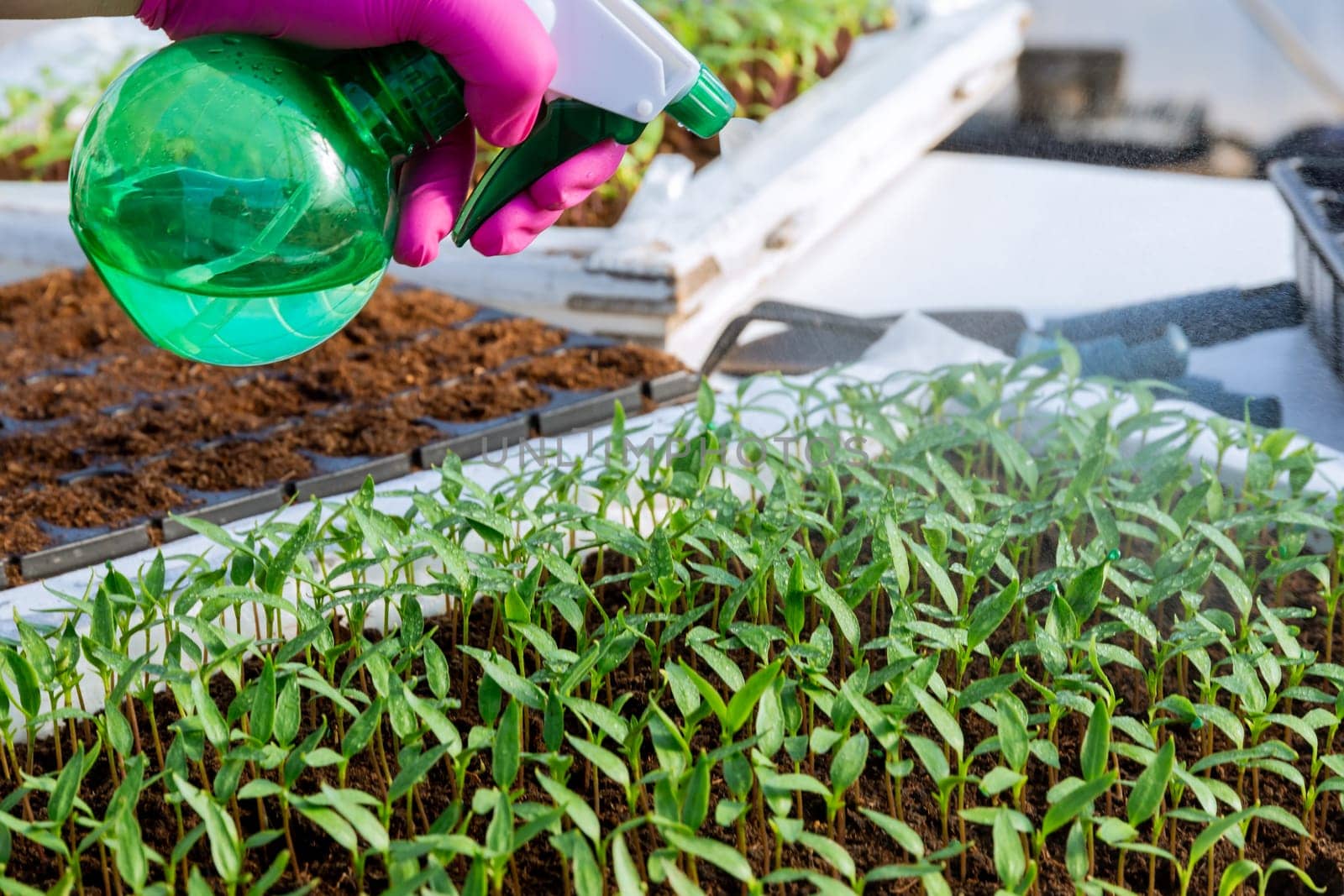 Moisturizing green pepper seedlings with a spray in a greenhouse at home.