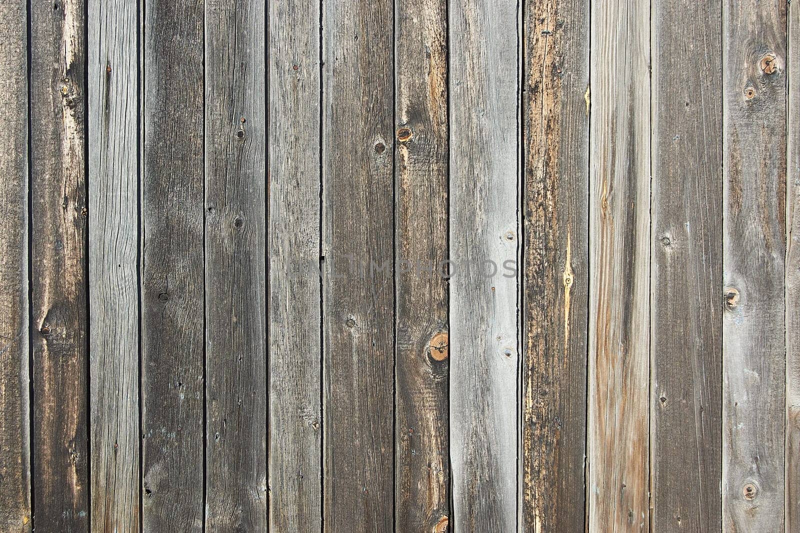 Gray wood paneling of the barn walls with a wide texture. Old solid wood sluts on a rustic shabby gray background.Old vintage background with wood texture