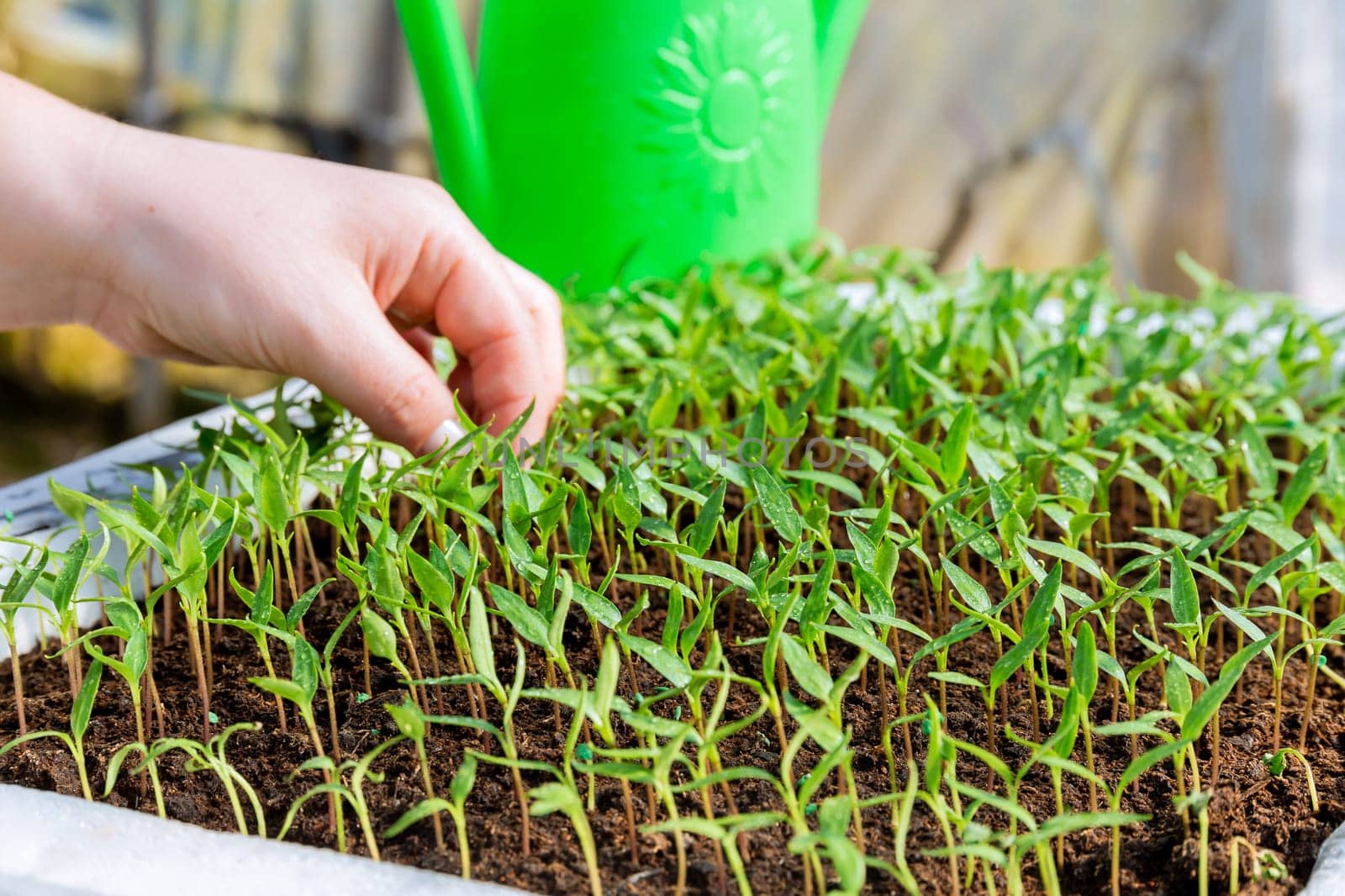 Transplanting seedlings. Transplanting young pepper seedlings for further growth. Gardening.