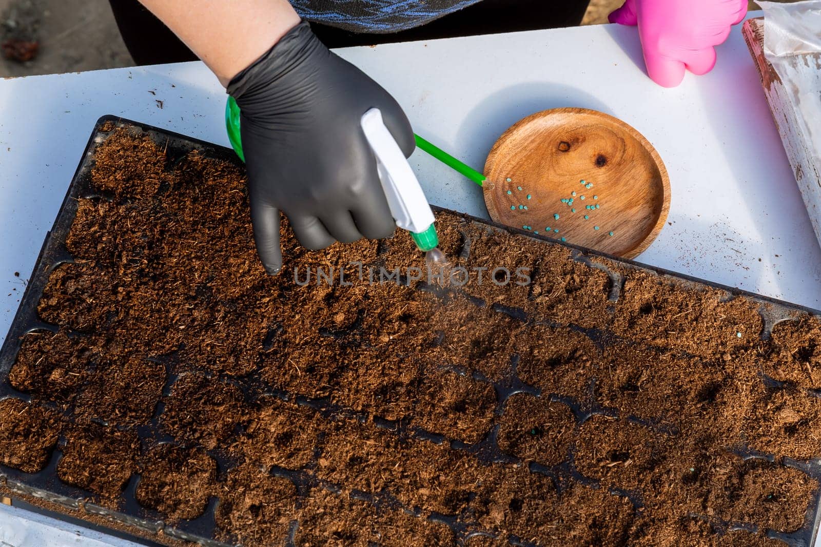 Girl spraying fertile soil before sowing pepper seeds in peat cells.