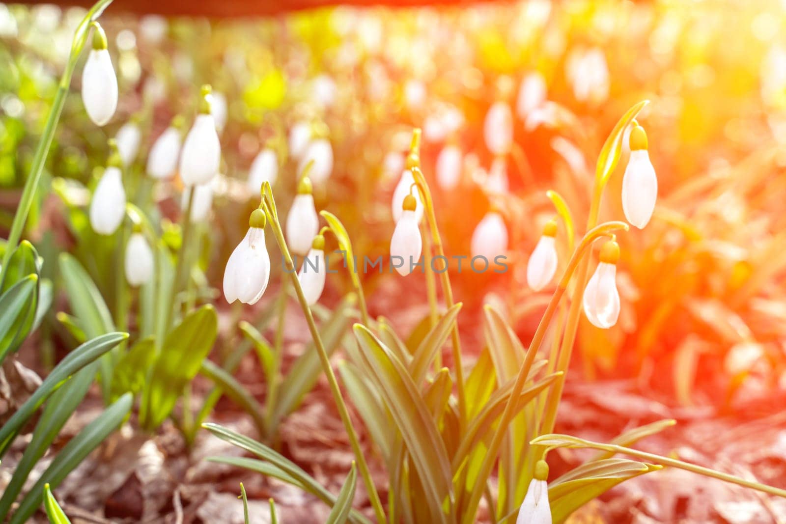 Snowdrops or Galanthus nivalis in the sunlight. A large field of by Matiunina