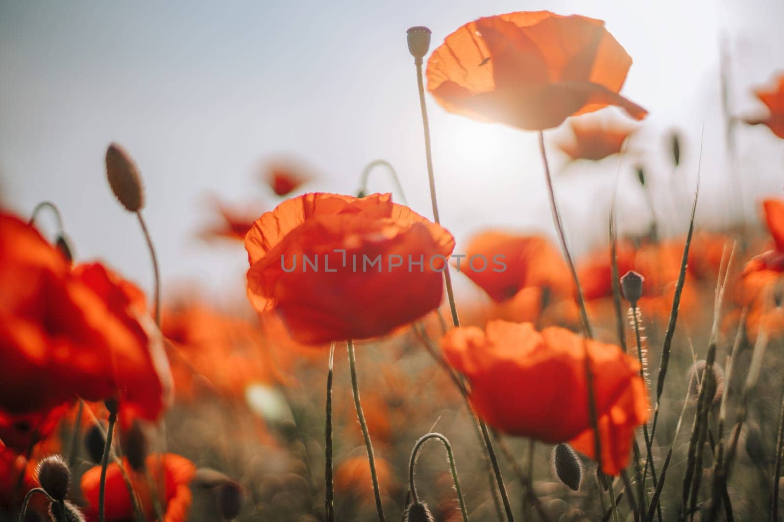 Poppy flowers meadow and nice sunset scene.