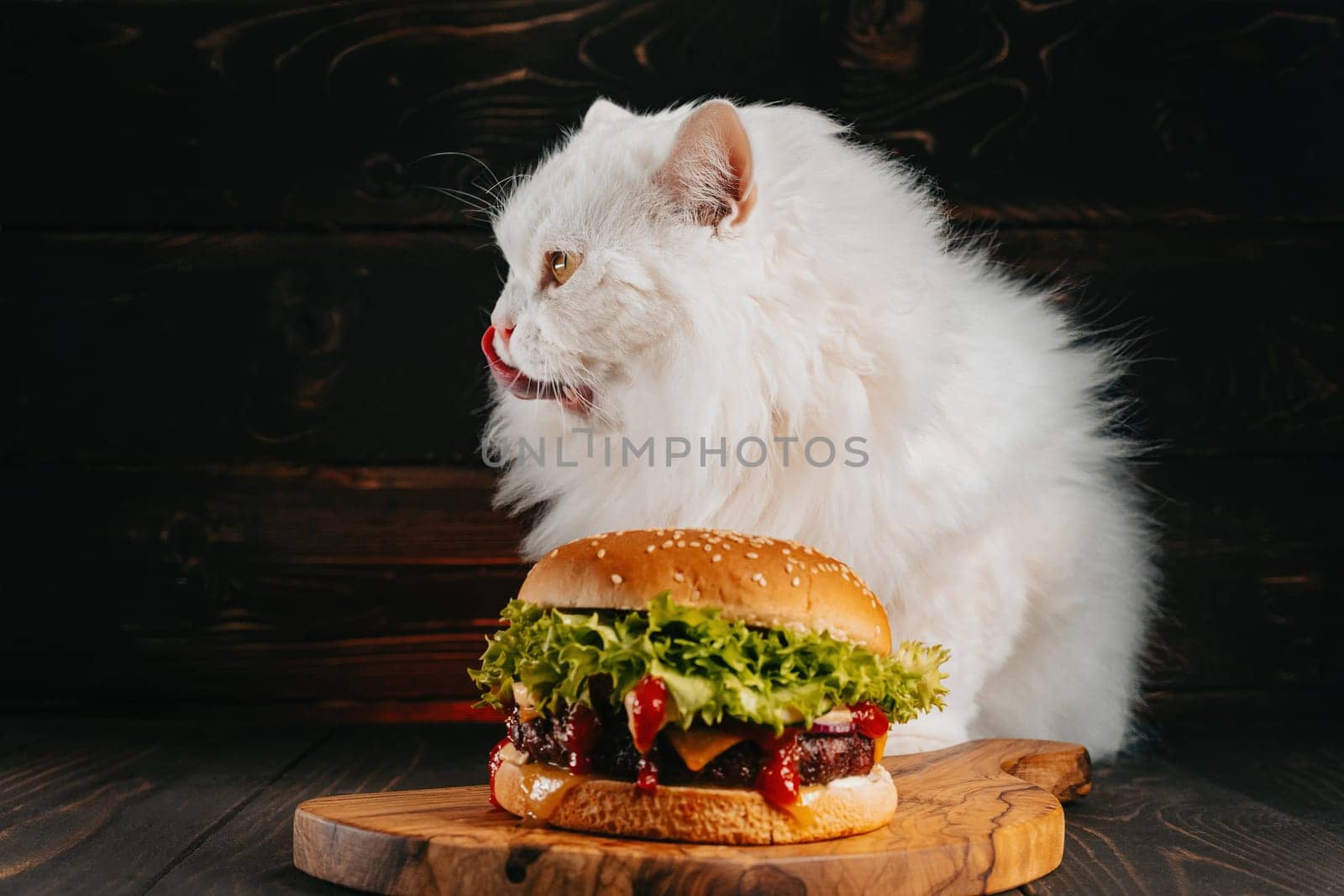 Cute fluffy cat in sunglasses near burger on dark background. Kitty with tasty fast food meal with meat cutlet, onion, vegetables, melted cheese and sauce. High quality photo