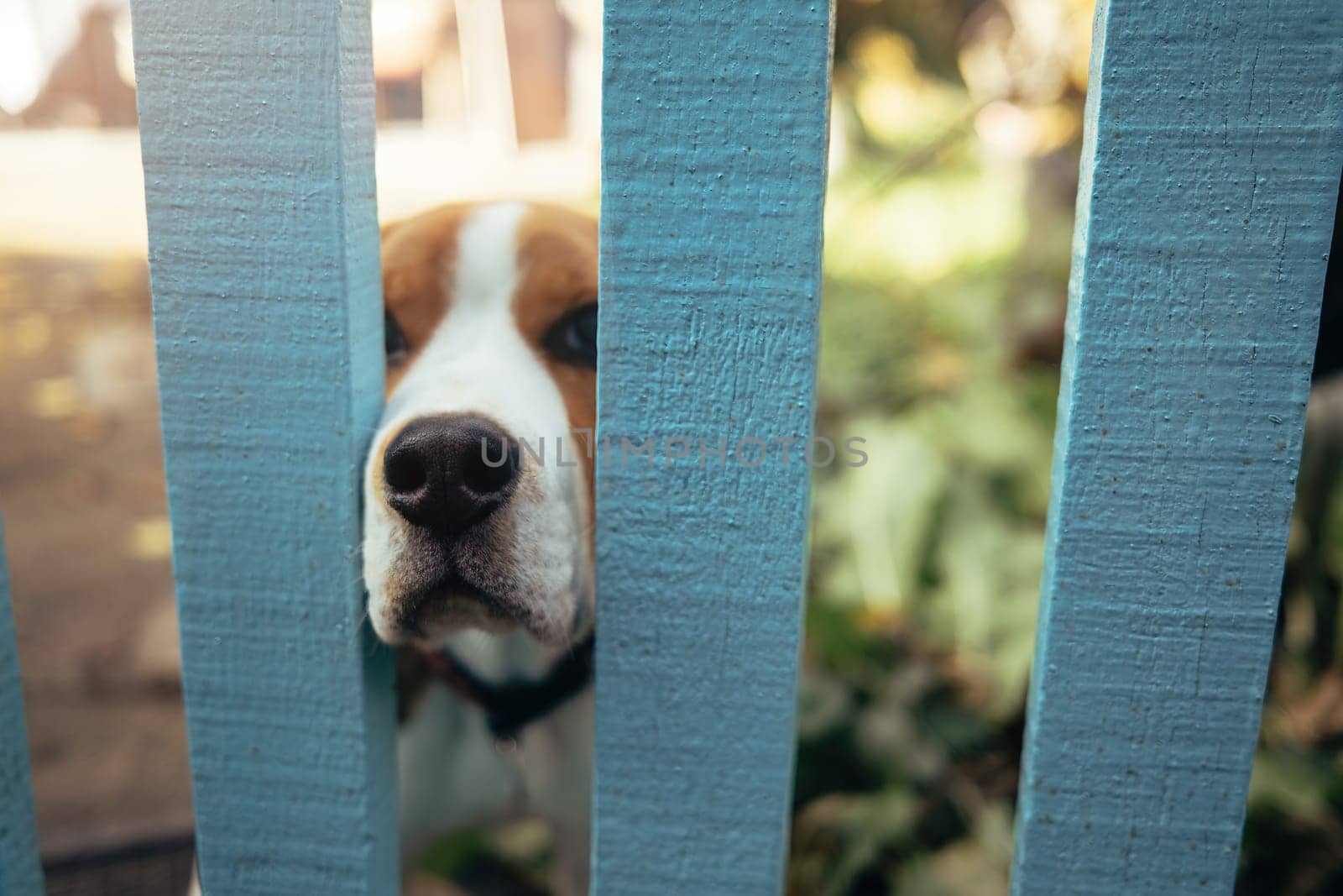 Funny beagle puppy poked nose through wooden fence. Cute lovely pet, new member of family. High quality photo