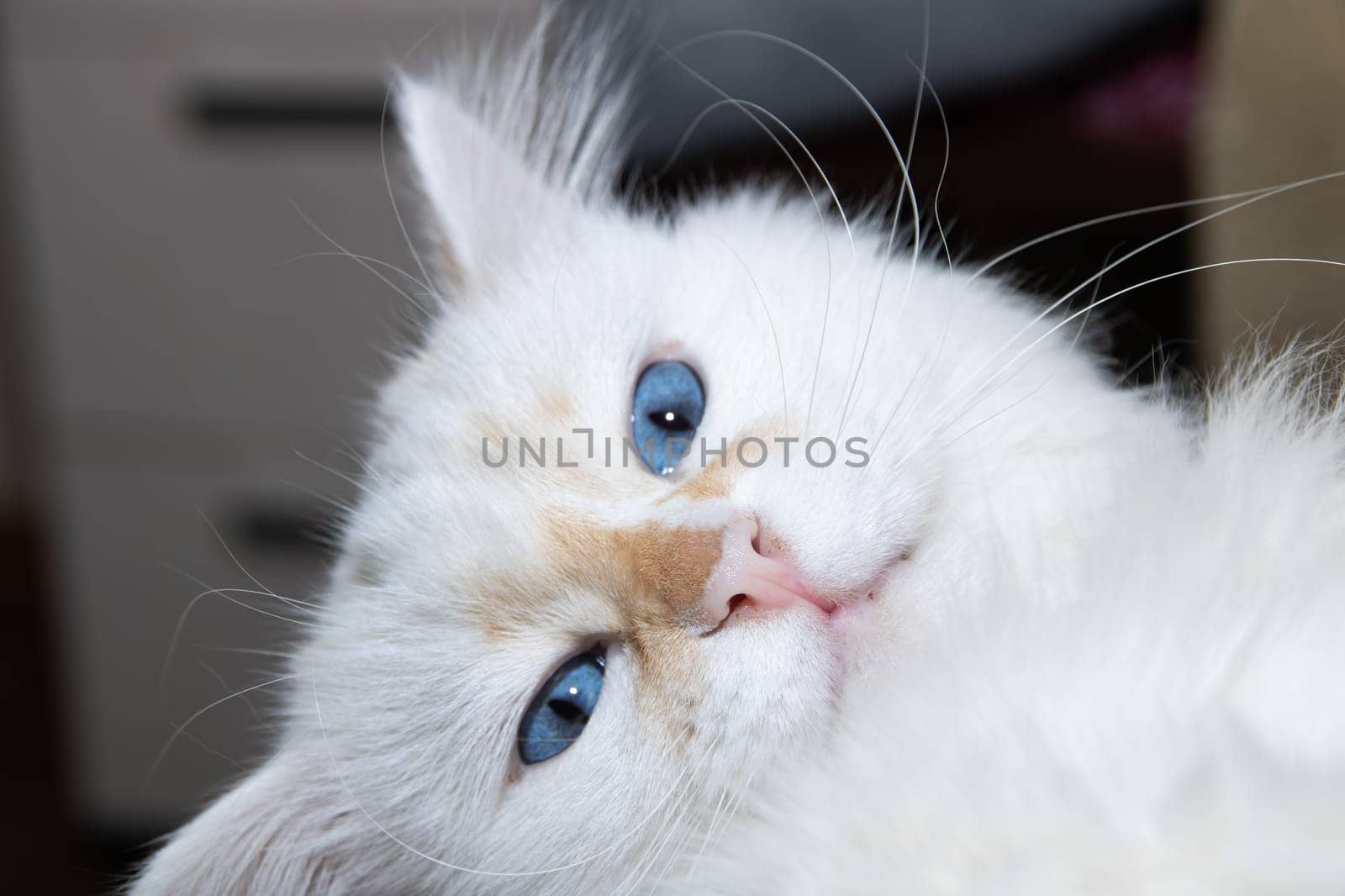 White cat with blue eyes close up portrait