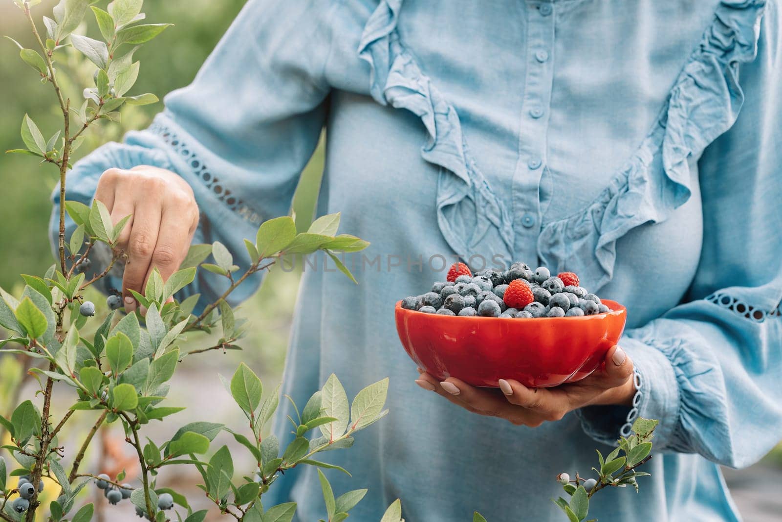 Woman holding blueberries on garden background. Rich blackberry harvest. Fresh ripe organic berries - great bilberry plant. Diet, antioxidant, healthy vegan food. Bio, organic nutrition