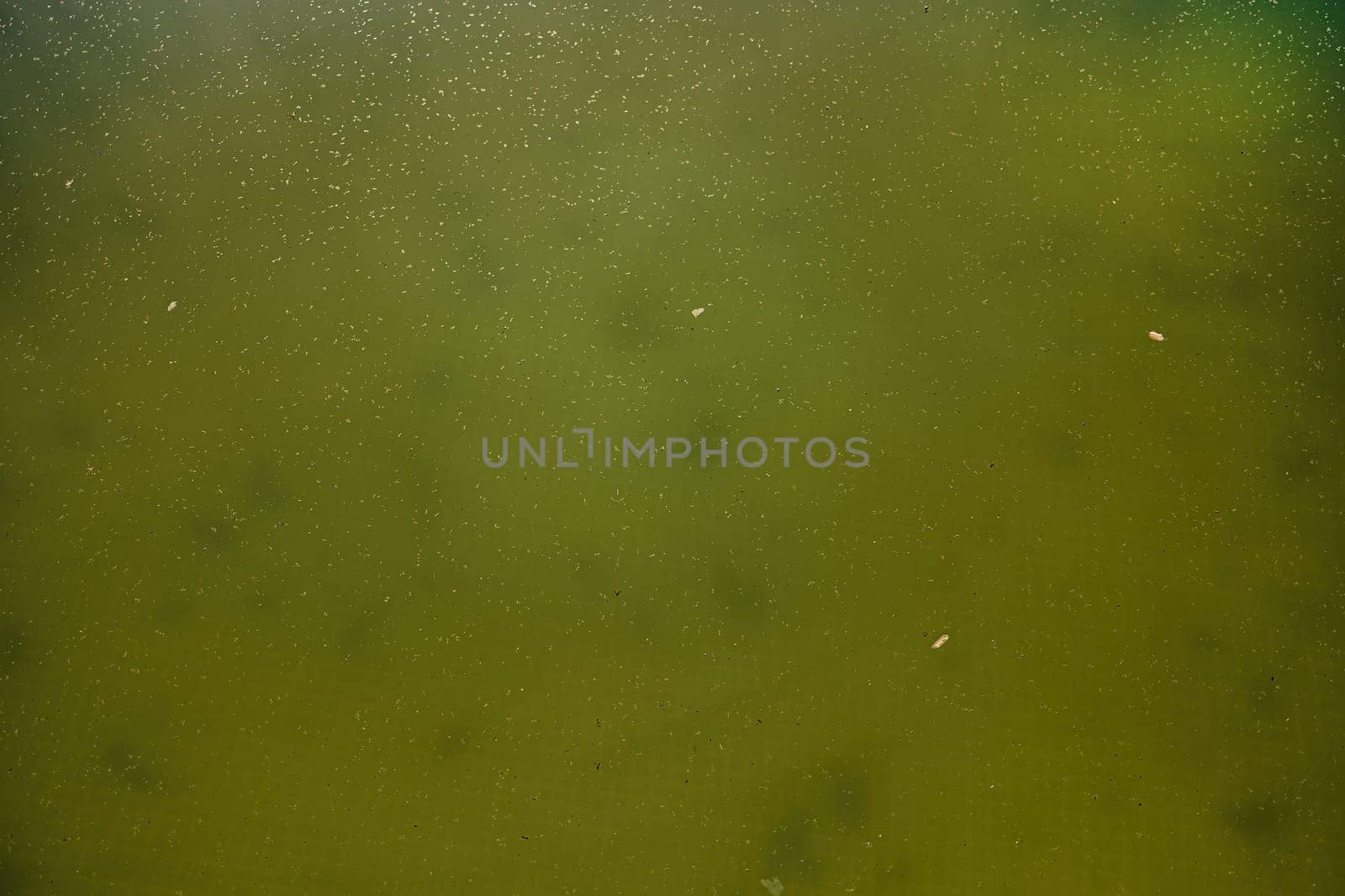 Green yellow water in swimming pool,problem service concept.Dirty abandoned pool. High quality photo
