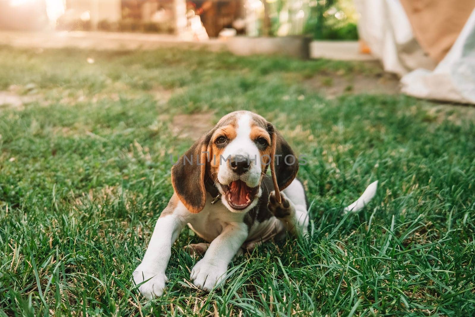 Portrait of beagle puppy in green grass in park. Cute lovely pet, new member of family. High quality photo