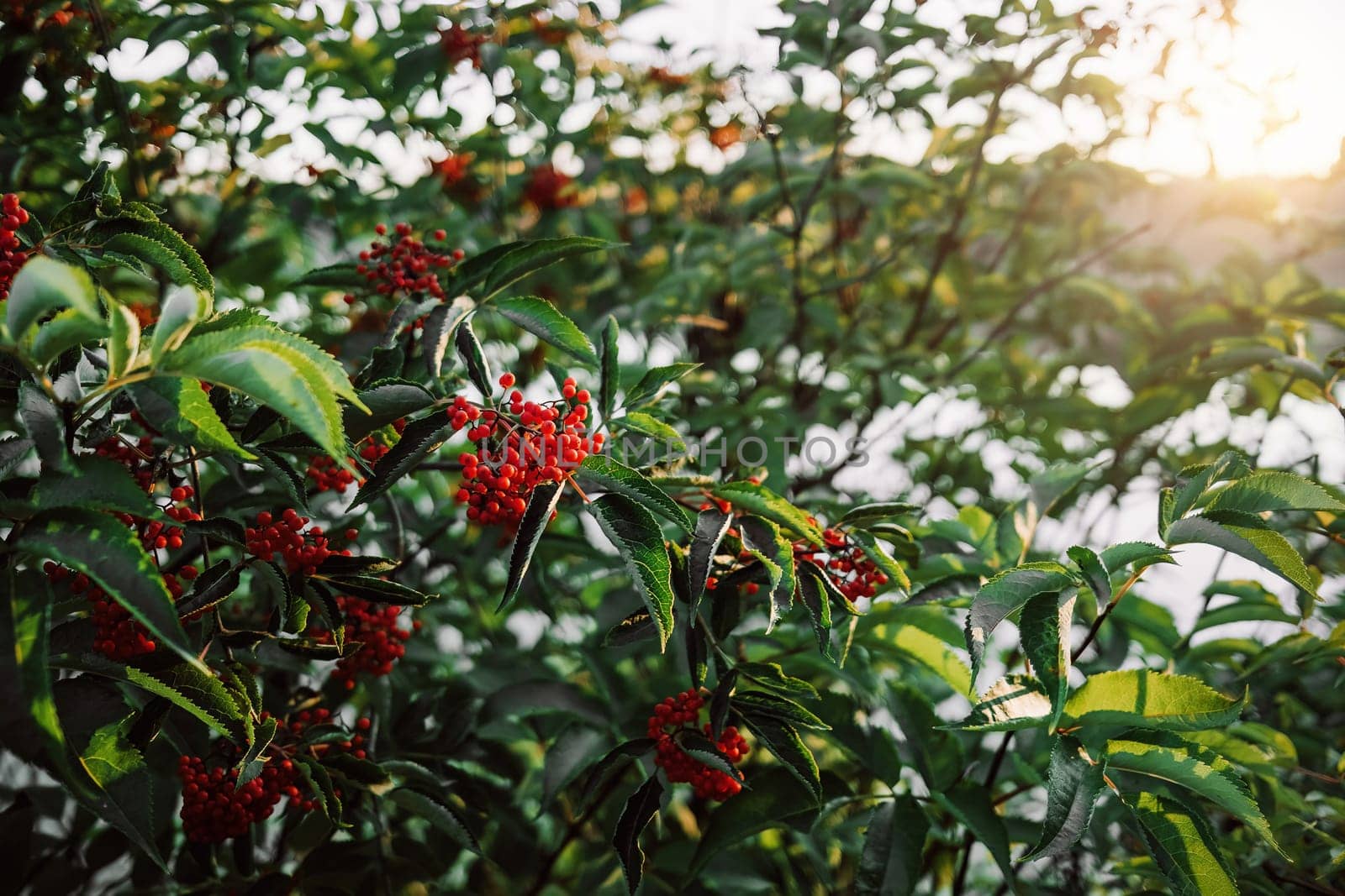 Beautiful red rowan tree with ripe berries. Mountain-ash branch. Background. by kristina_kokhanova