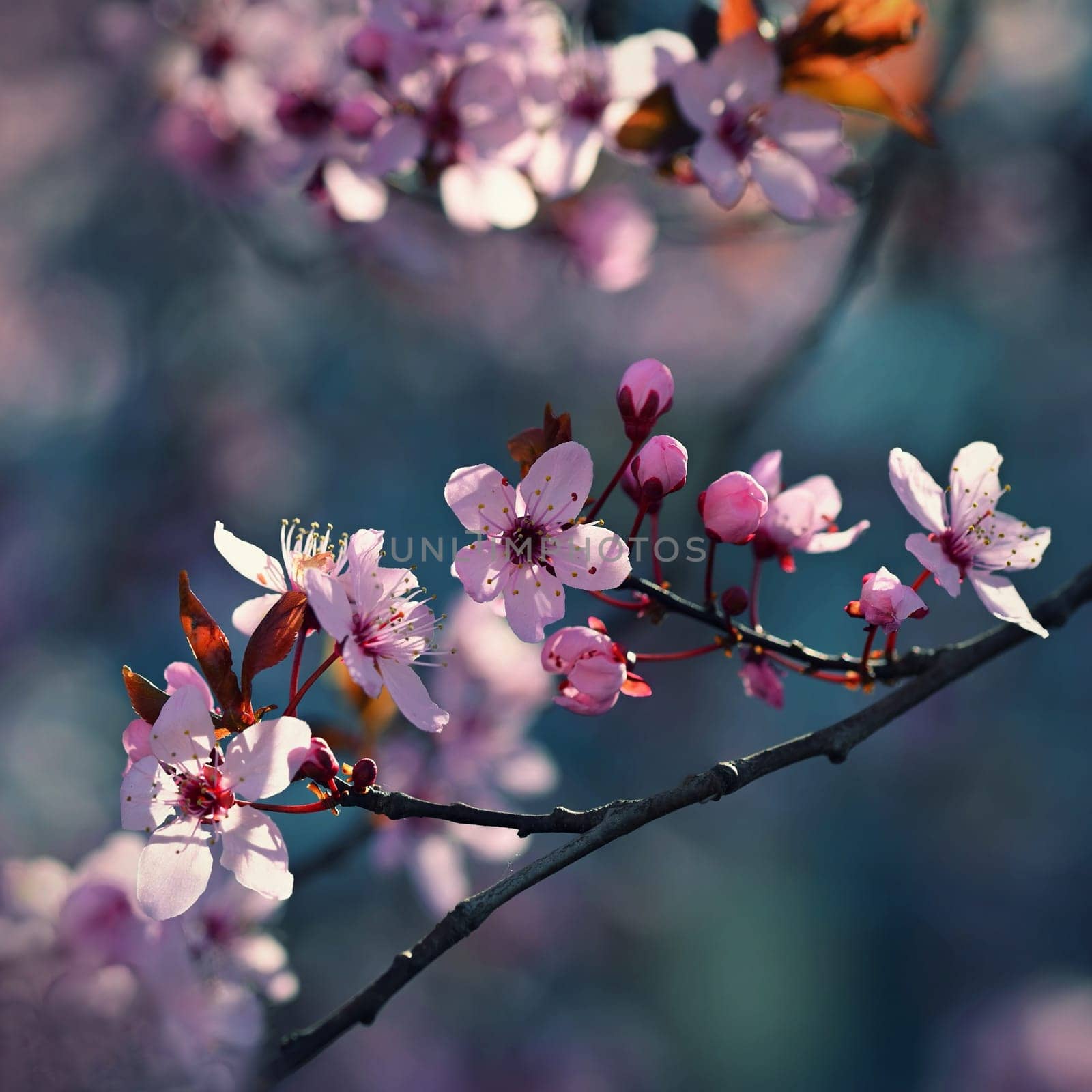 Beautiful spring flowering tree - Japanese Sakura Cherry. Natural colorful background in spring time.  by Montypeter