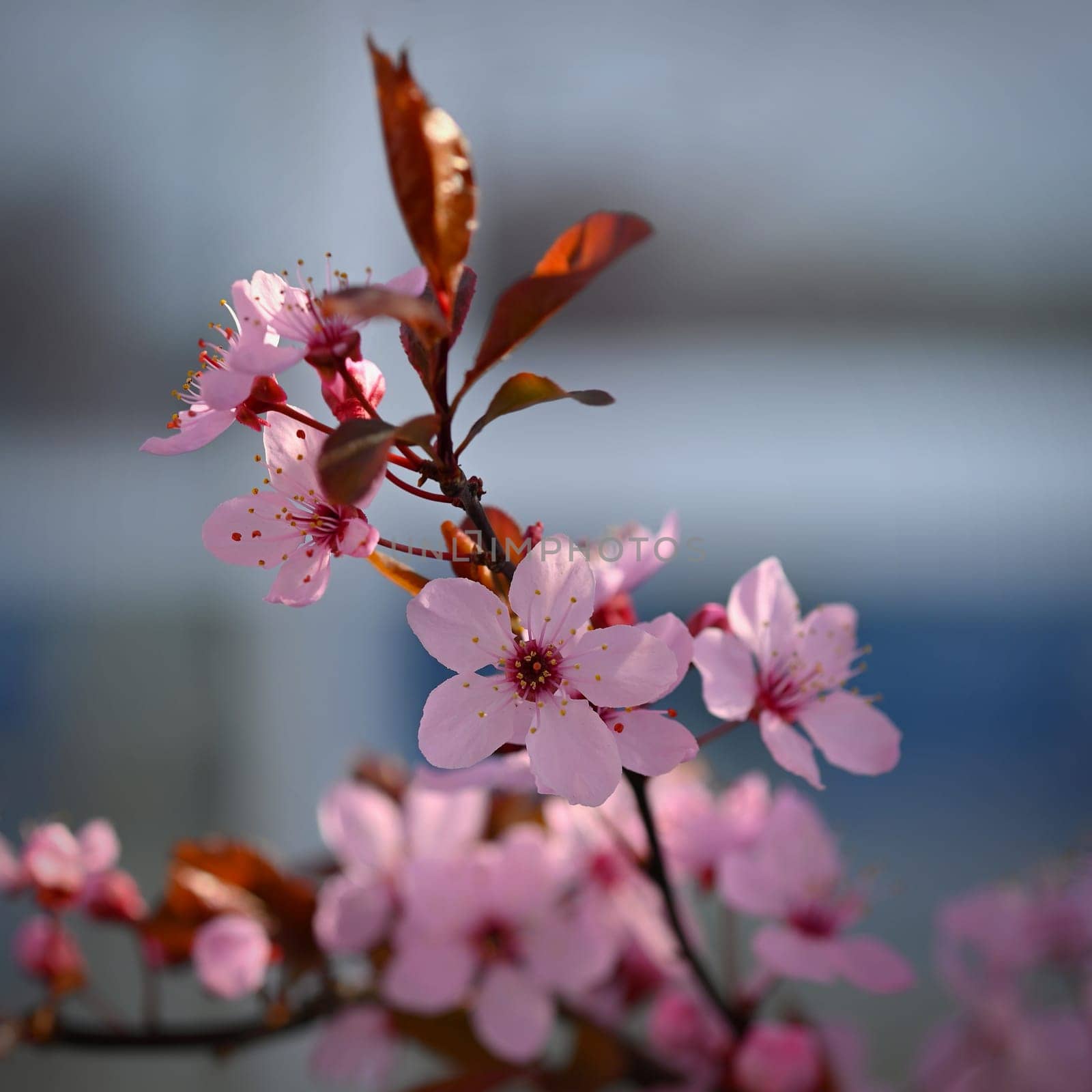 Beautiful spring flowering tree - Japanese Sakura Cherry. Natural colorful background in spring time. 